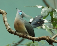Crested Coua 5816