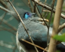 Crested Coua 5804
