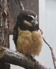 Spectacled Owl 5610