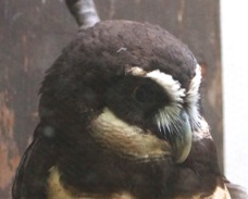 Spectacled Owl 5612