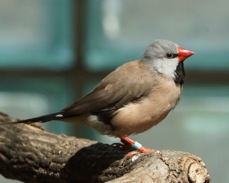 Long-tailed Finch 5765