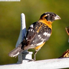 Black-headed Grosbeak 6689