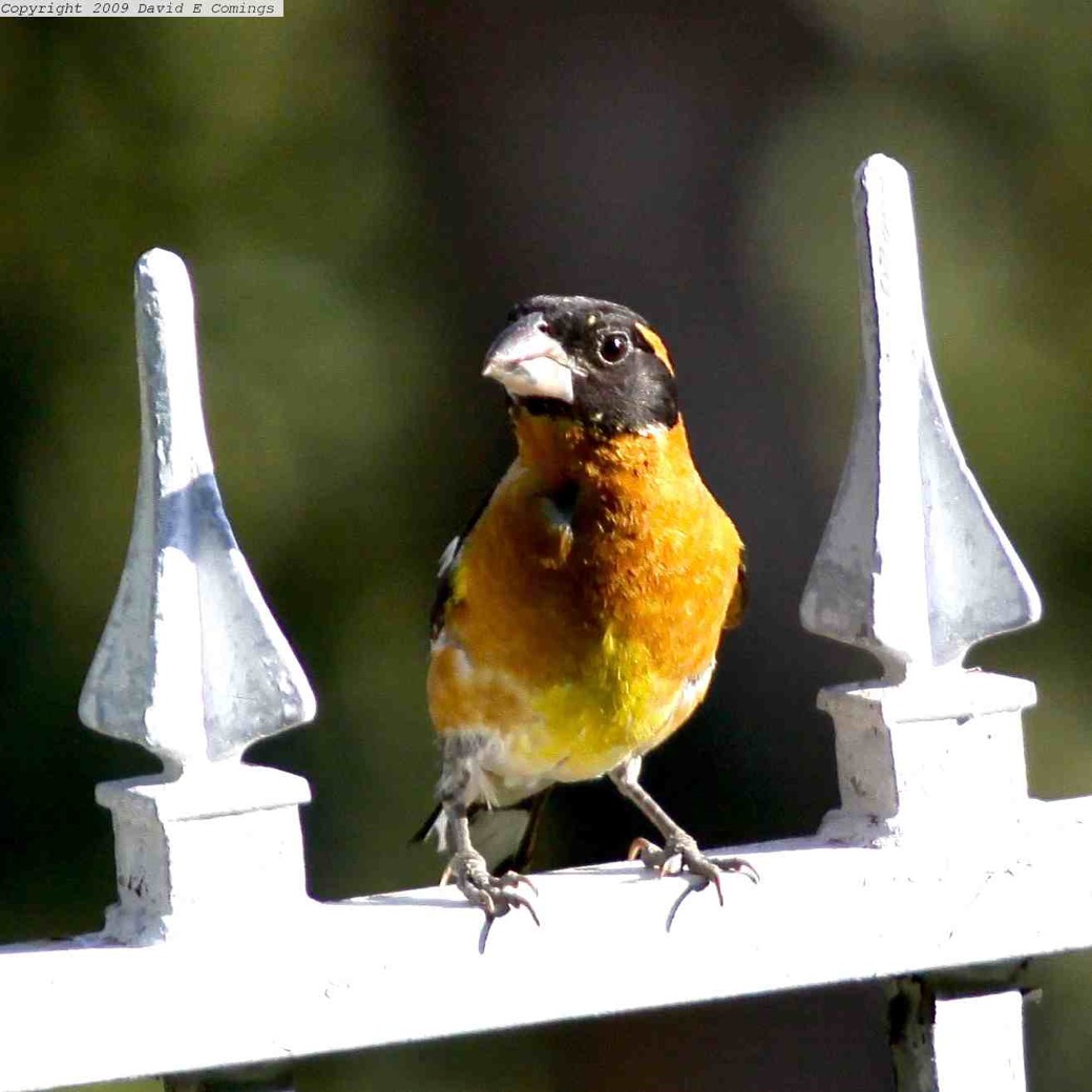 Black-headed Grosbeak 6712