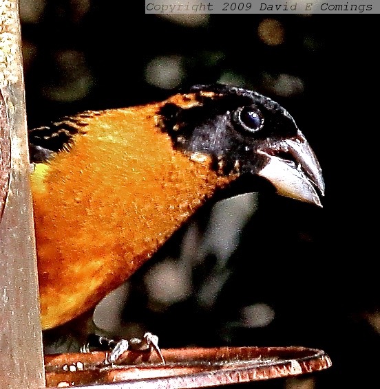 Black-headed Grosbeak 693.jpg