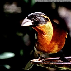 Black-headed Grosbeak 702.jpg
