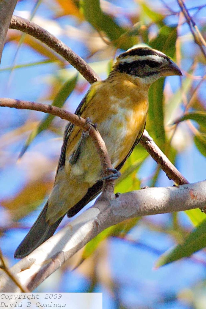 Black-headed Grosbeak female 6286