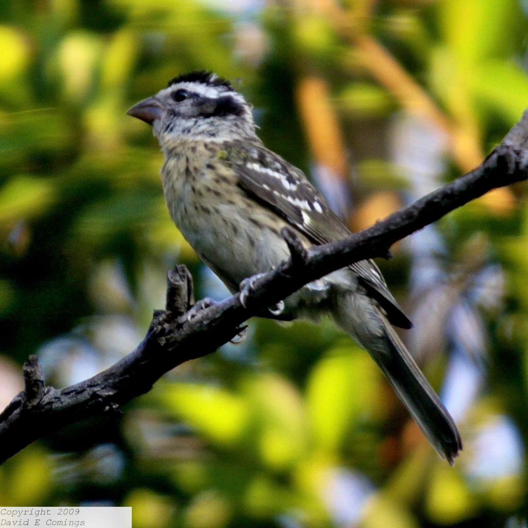 Black-headed Grosbeak female 6795.jpg