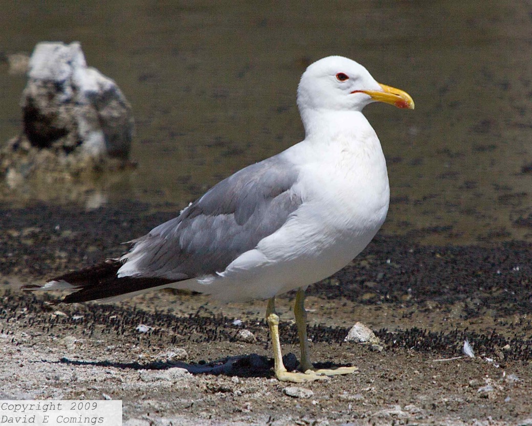 California Gull 5891