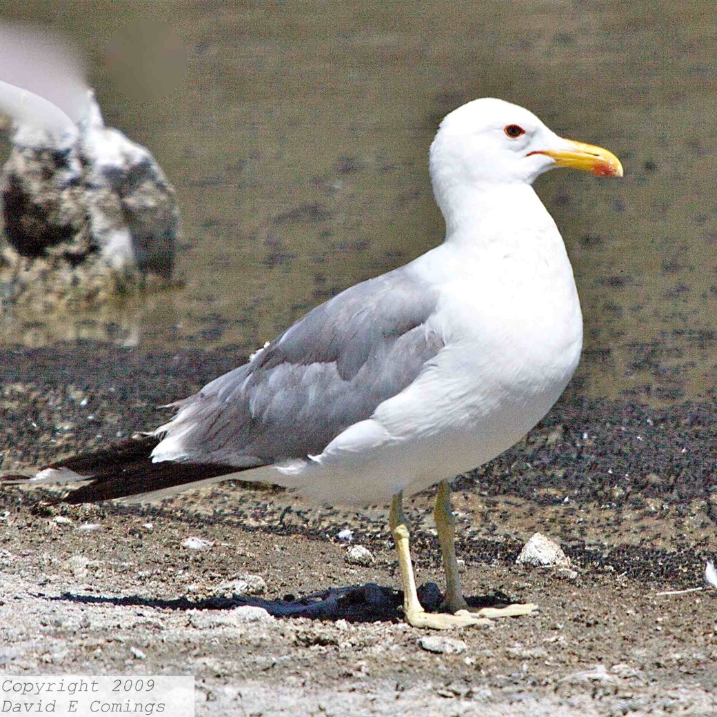 California Gull 5895