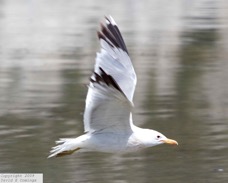 California Gull 5941