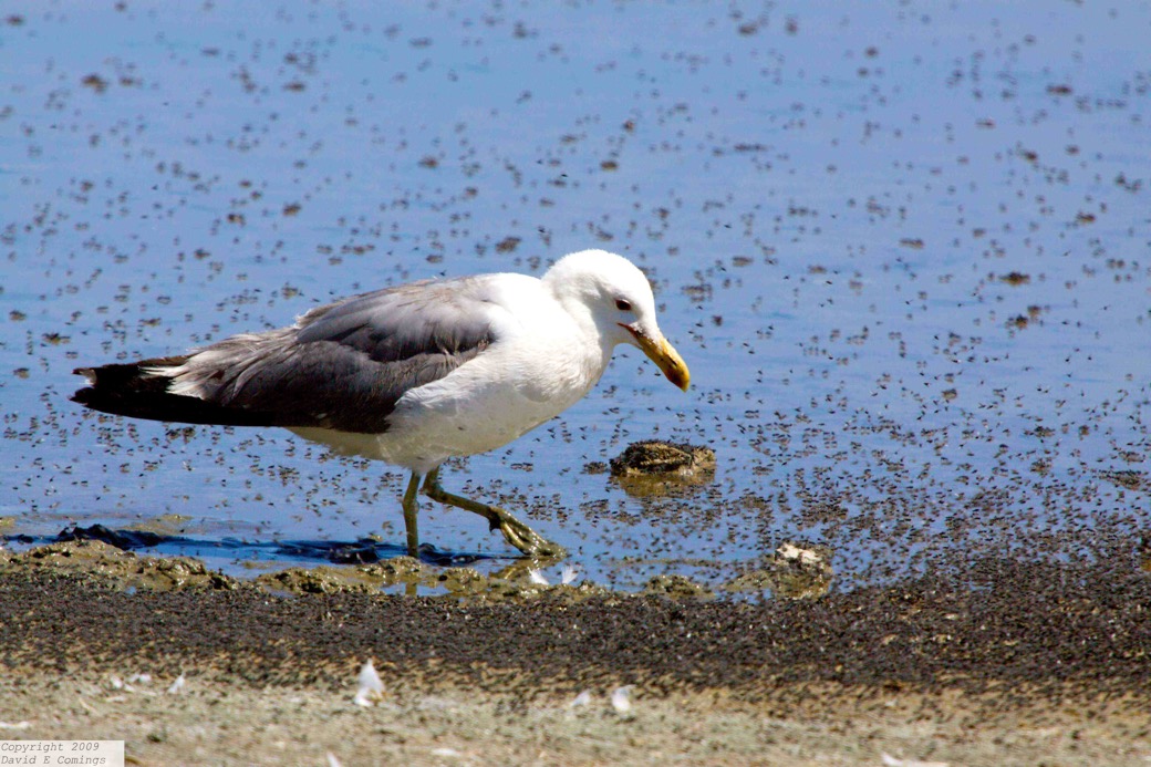 California Gull 5887