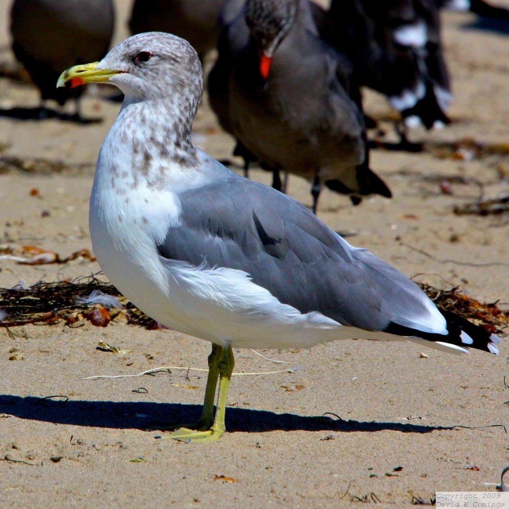 California Gull 9290