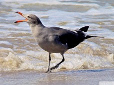 Heermann's Gull 1788