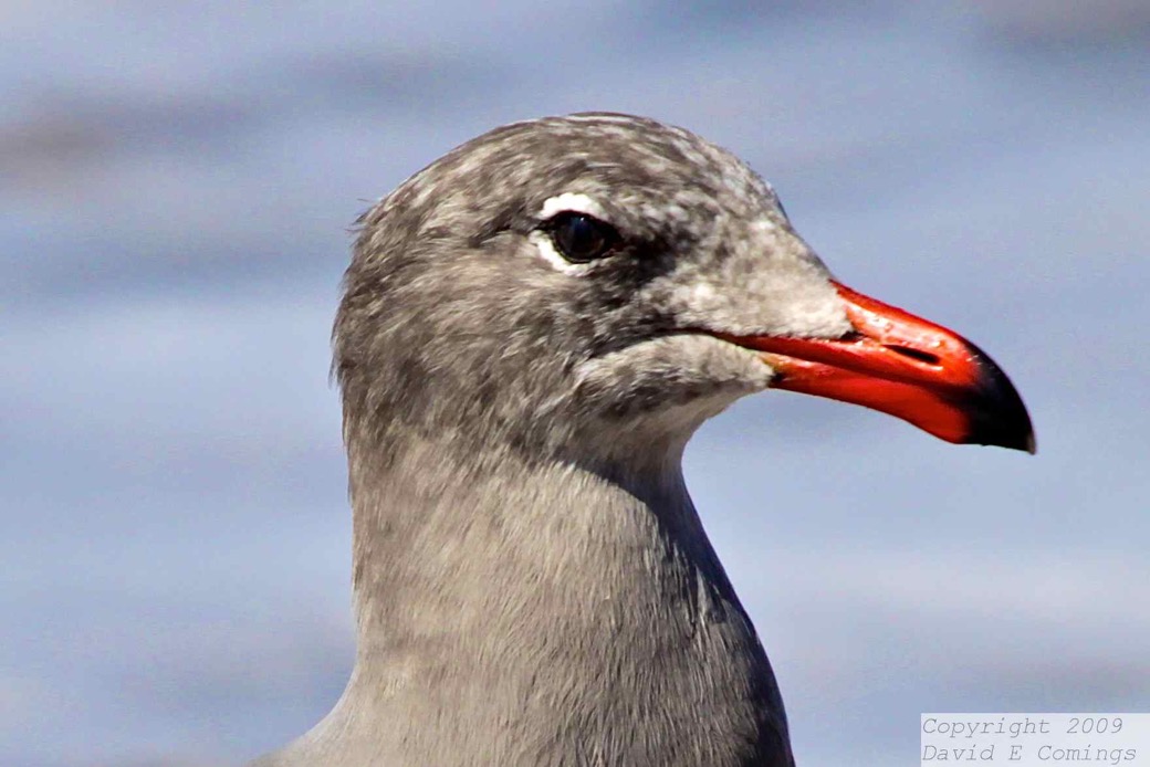 Heermann's Gull 1799