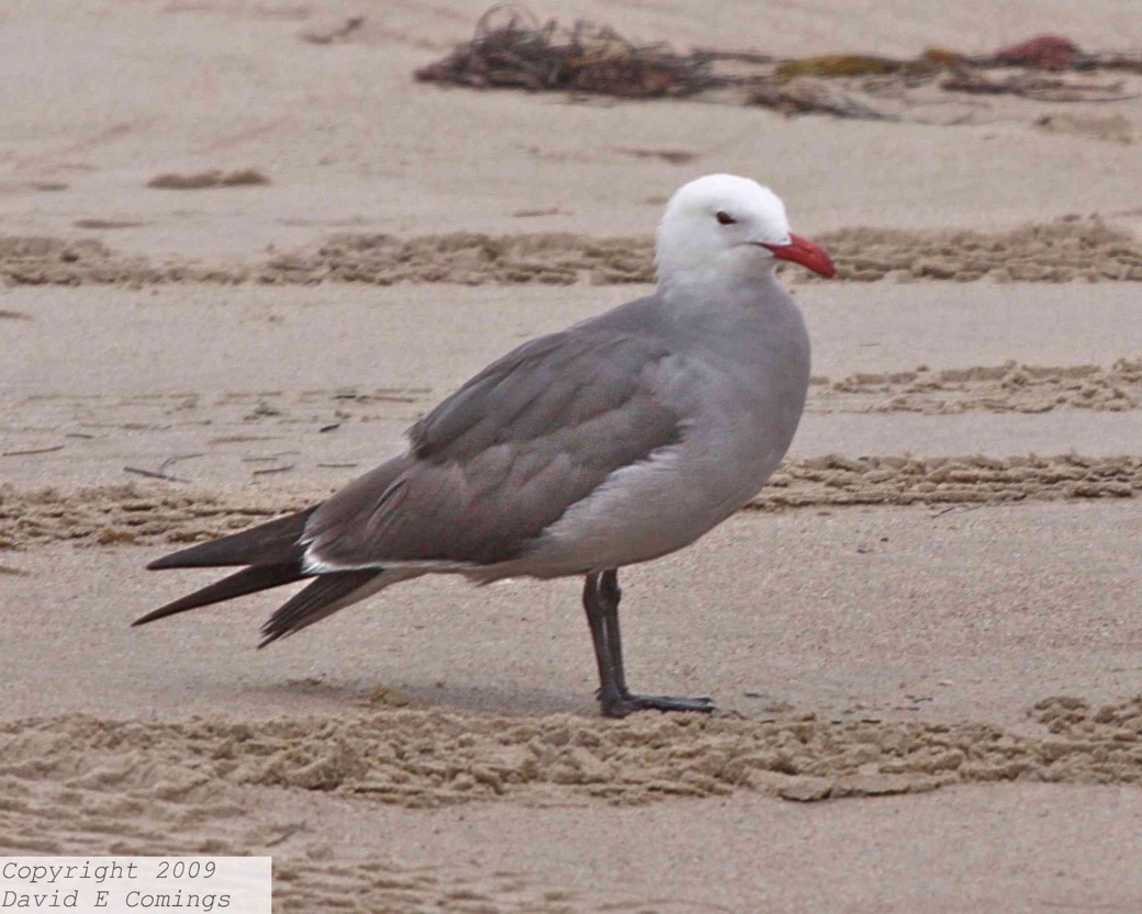 Heermann's Gull 4731
