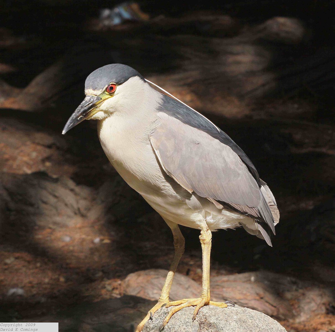 Black-crowned Night Heron 3253