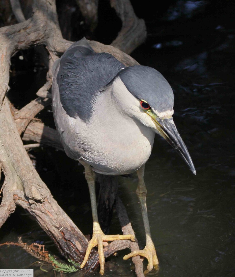 Black Crowned Night Heron 3274