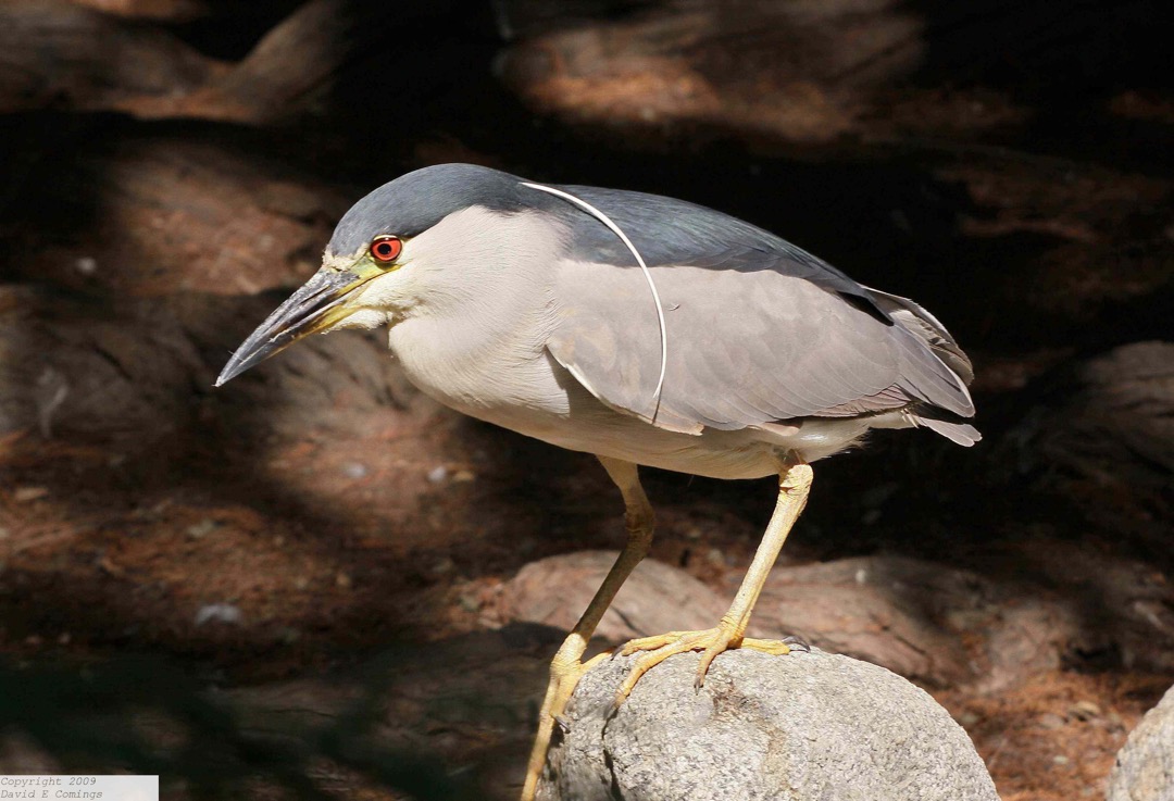 Black-crowned Night Heron 3257