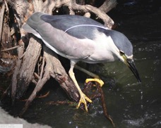 Black-crowned Night Heron 3305