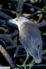Black Crowned Night Heron 1152