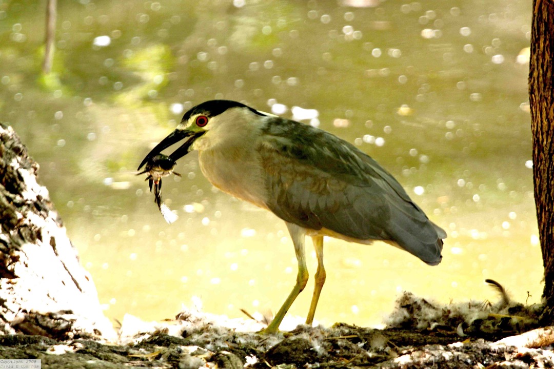Black-crowned Night Heron 3970