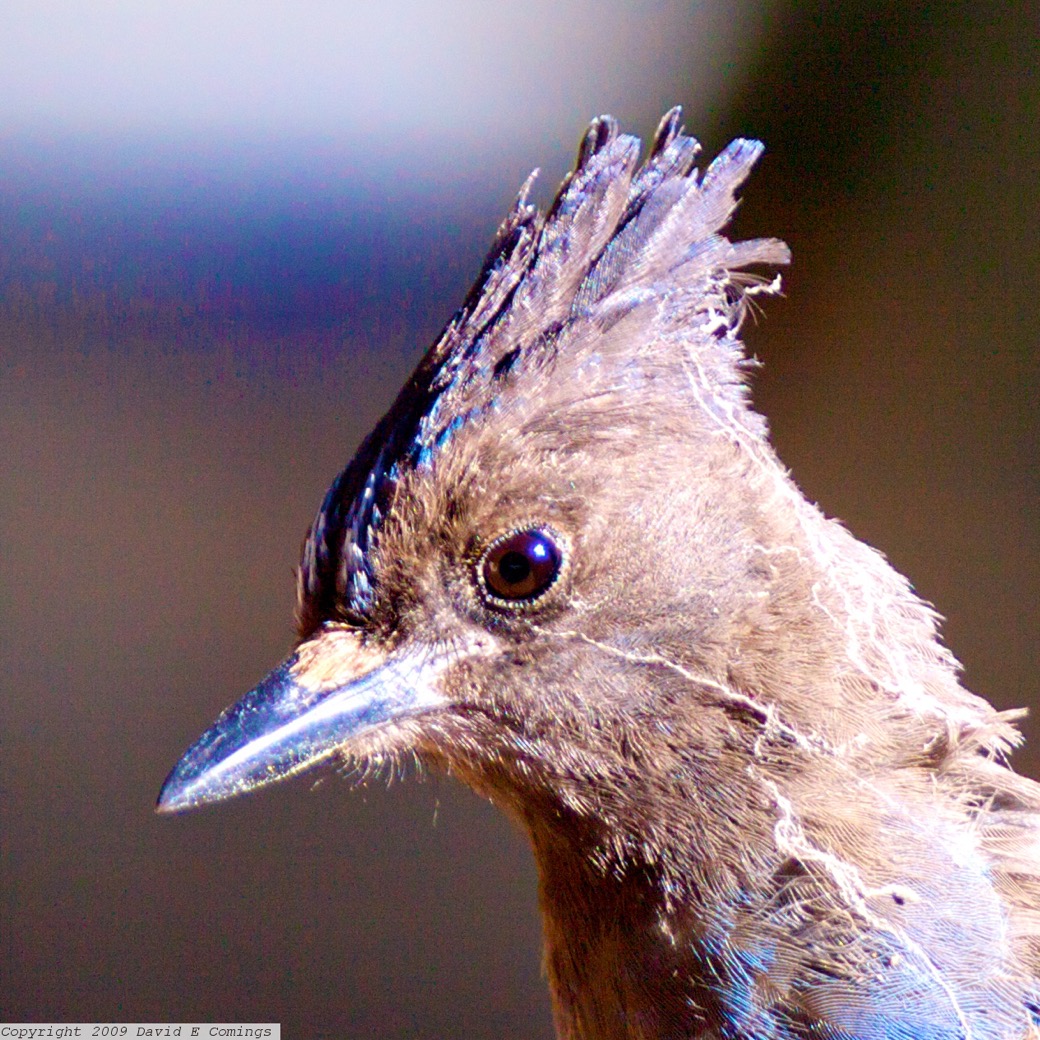 Steller's Jay 5501B.jpg