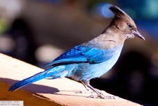 Steller's Jay 5511