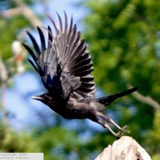 American Crow  3762