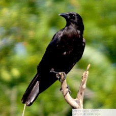 American Crow 3757