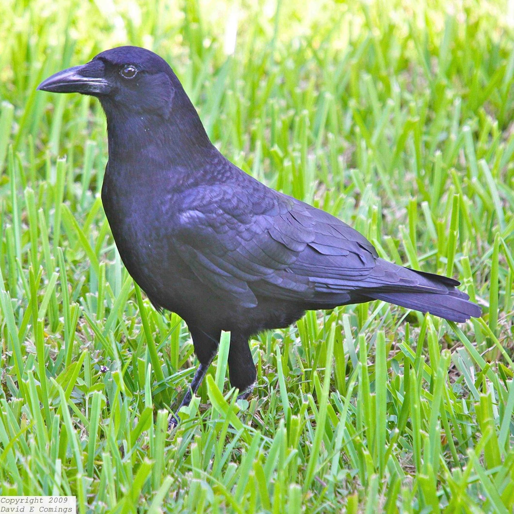 American Crow 8724