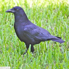 American Crow 8724