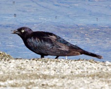 Brewer's Blackbird 5866