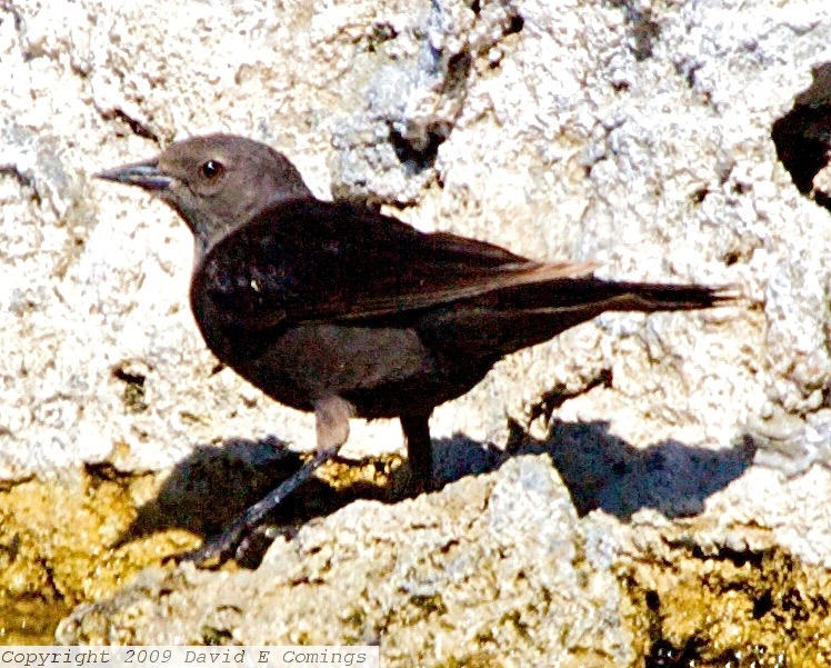 Brown-headed Cowbird 5829.jpg