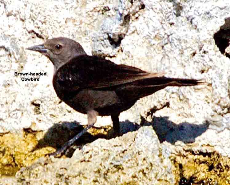 Brown-headed Cowbird 5829t.jpg