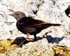 Brown-headed Cowbird 5829t.jpg