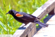 Red-winged Blackbird 5580