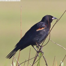 Red-winged Blackbird 7713 copy.jpg