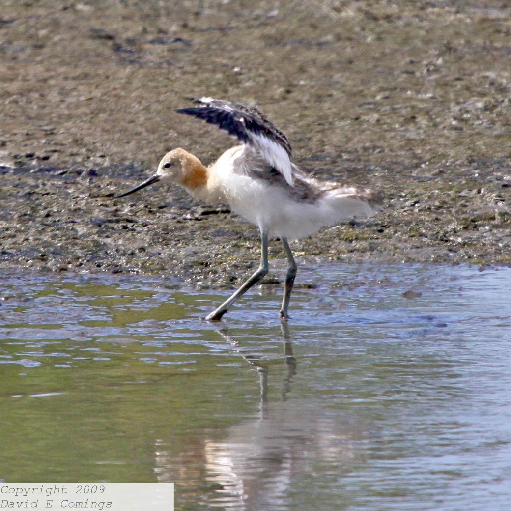 American Avocet 4269