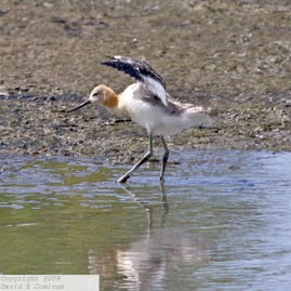 American Avocet 4269