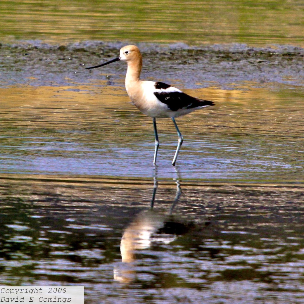 American Avocet 4320