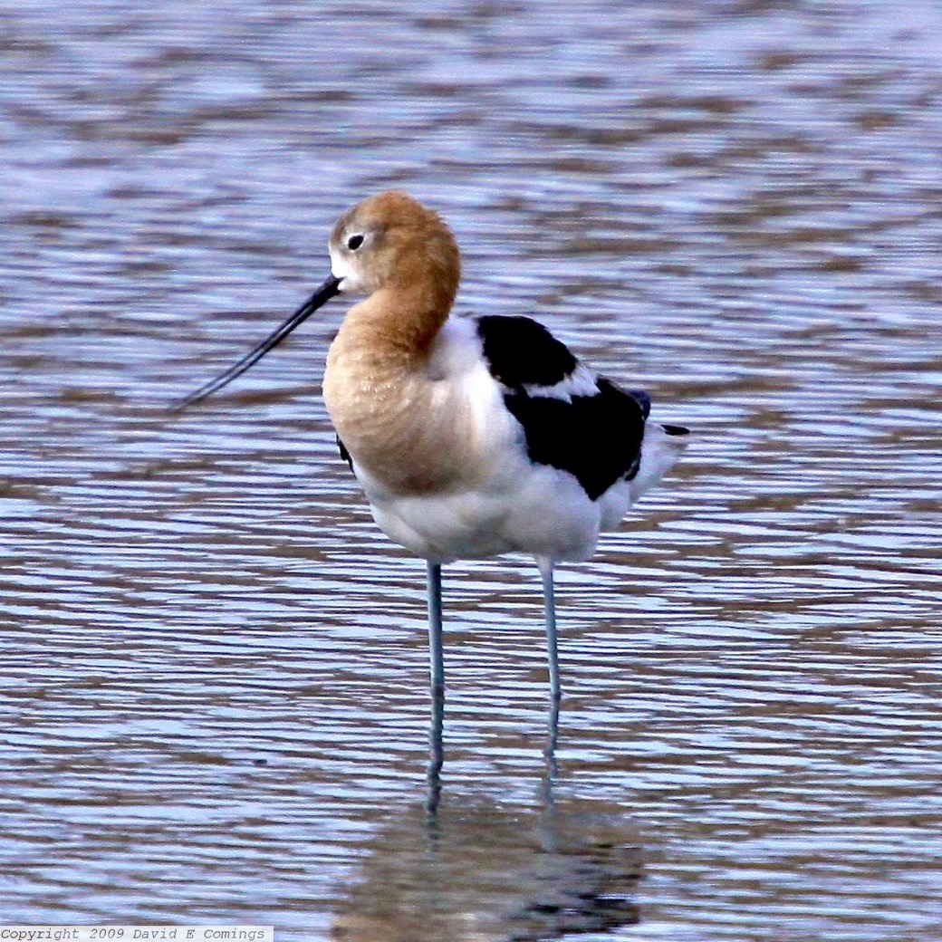 American Avocet 4514
