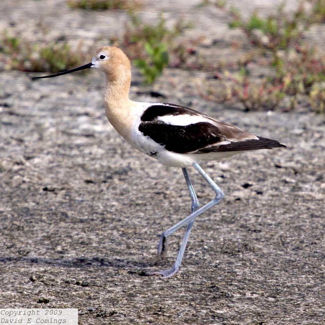 American Avocet 4529