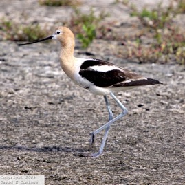 American Avocet 4529