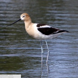 American Avocet 4574