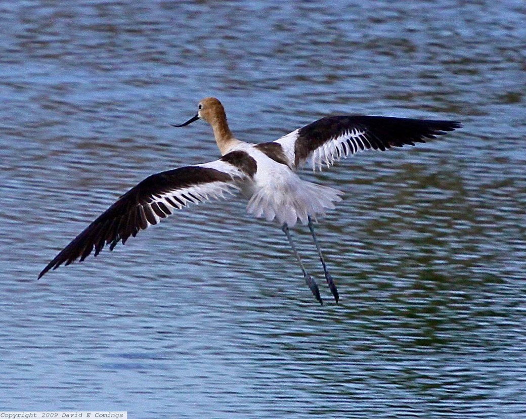 American Avocet 4693