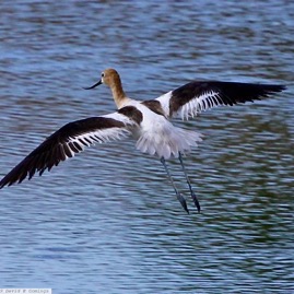 American Avocet 4693