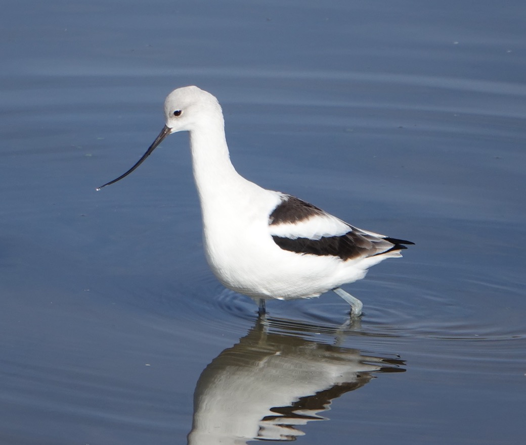 American Avocet winter-31.jpg