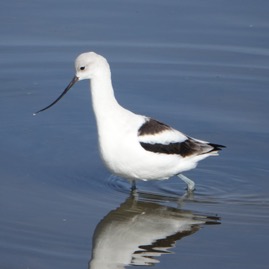 American Avocet winter-31.jpg