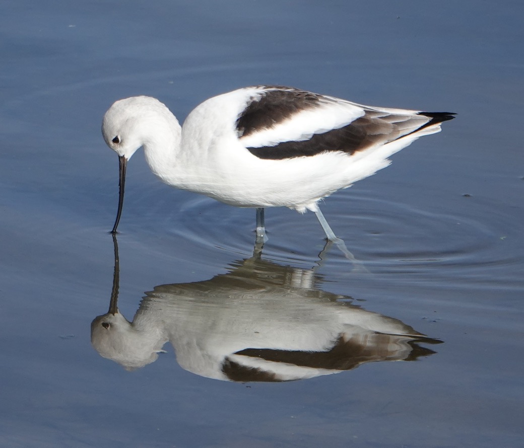 American Avocet winter-34.jpg
