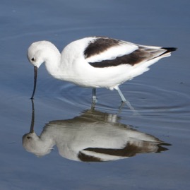 American Avocet winter-34.jpg